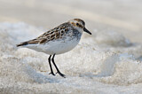 Image. Semipalmated Sandpiper