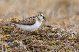 Image. Semipalmated Sandpiper