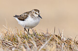 Image. Semipalmated Sandpiper