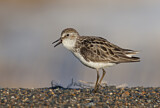 Image. Semipalmated Sandpiper