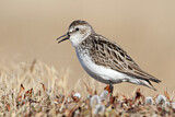 Image. Semipalmated Sandpiper