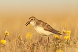 Image. Semipalmated Sandpiper