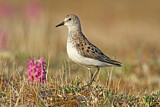 Image. Semipalmated Sandpiper