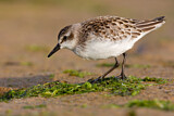 Image. Semipalmated Sandpiper