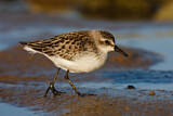 Image. Semipalmated Sandpiper
