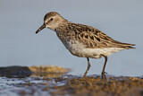 Image. Semipalmated Sandpiper