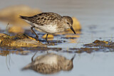 Image. Semipalmated Sandpiper