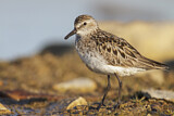 Image. Semipalmated Sandpiper