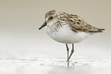 Image. Semipalmated Sandpiper