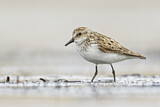 Image. Semipalmated Sandpiper