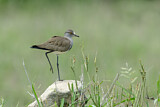 Image. Senegal Lapwing