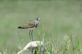 Image. Senegal Lapwing