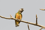 Image. Senegal Parrot