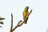 Image. Senegal Parrot