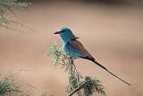 Image. Senegalracke