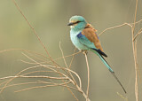 Image. Senegalracke