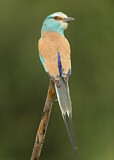 Image. Senegalracke