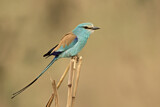Image. Senegalracke