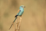 Image. Senegalracke