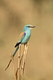 Image. Senegalracke