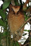 Image. Serendib Scops Owl