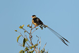 Image. Shaft-tailed Whydah