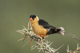 Image. Shaft-tailed Whydah