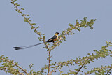 Image. Shaft-tailed Whydah
