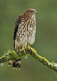 Image. Sharp-shinned Hawk