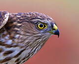 Image. Sharp-shinned Hawk