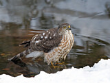 Image. Sharp-shinned Hawk