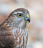 Image. Sharp-shinned Hawk