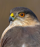 Image. Sharp-shinned Hawk