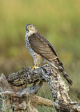 Image. Sharp-shinned Hawk