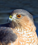 Image. Sharp-shinned Hawk