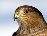 Image. Sharp-shinned Hawk