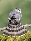 Image. Sharp-shinned Hawk