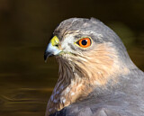 Image. Sharp-shinned Hawk