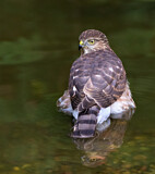 Image. Sharp-shinned Hawk