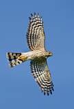 Image. Sharp-shinned Hawk