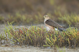 Image. Sharp-shinned Hawk