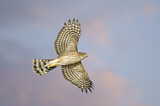 Image. Sharp-shinned Hawk