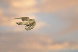 Image. Sharp-shinned Hawk
