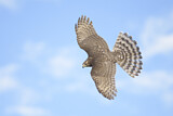 Image. Sharp-shinned Hawk