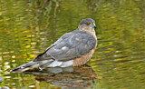 Image. Sharp-shinned Hawk