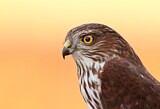 Image. Sharp-shinned Hawk