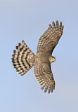 Image. Sharp-shinned Hawk