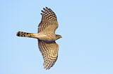 Image. Sharp-shinned Hawk