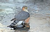Image. Sharp-shinned Hawk