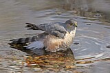 Image. Sharp-shinned Hawk